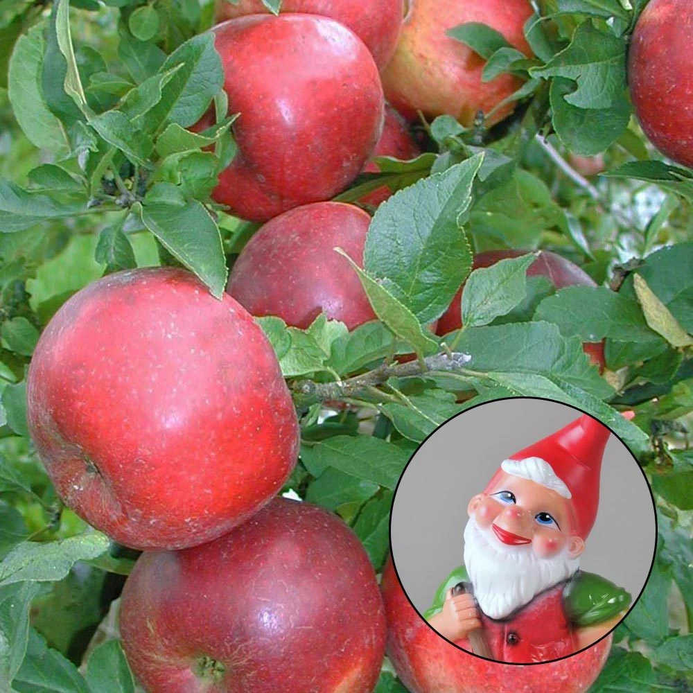 Kölle Bio Zwergapfel 'PidiⓈ' Im Topf 7,5 Liter