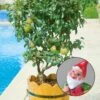 Kölle Bio Zwergbirne 'Garden Pearl® Pyvert', Topf 7,5 Liter -Lechij Verkaufe 0480670047 Zwergbirne Garden Pearl Sta 40 Co 7lt 1 62175