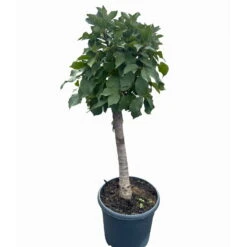 Kölle Bio Zwergsauerkirsche 'Cinderella®', Topf 7,5 Liter -Lechij Verkaufe 0480670076 KB Zwergsauerkirsche Cinderella 6 115657