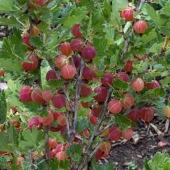 Naschgarten Beeren-Mix, 5er-Set, Höhe 35 Cm, Topf 2 Liter -Lechij Verkaufe 0480800266 Stachelbeeren Set gruen rot Co2lt 75782