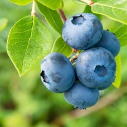 Heidelbeeren 'Klassiker', 4er-Set, Topf Je 2 Liter -Lechij Verkaufe 0480890241 Heidelbeeren Patriot Goldtraube mittel spaet Co1 71917