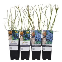 Heidelbeeren 'Klassiker', 4er-Set, Topf Je 2 Liter -Lechij Verkaufe 0480890241 Heidelbeeren PatriotGoldtraube mittelspaet Co WEB 3 89597