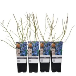 Heidelbeere 'Bluecrop', 4er-Set, Topf Je 2 Liter -Lechij Verkaufe 0480890249 Gartenheidelbeere Bluecrop 4er Set Co 2 lt WEB 2 89602