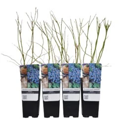 Heidelbeere 'Goldtraube', 4er-Set, Topf Je 2 Liter -Lechij Verkaufe 0480890251 Gartenheidelbeere Goldtraube 4er Set Co 2 lt WEB 2 89604