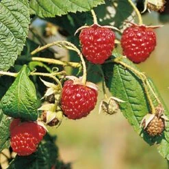Herbsthimbeeren, 'Blissy® Autumn Bliss', 4er-Set, Topf Je 2 Liter -Lechij Verkaufe 0480900181 Herbst Himbeere Autumn Bliss 4er Set Co2 69729