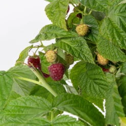 Zwerghimbeere Lowberry® Little Sweet Sister® , 5 L Topf -Lechij Verkaufe 0480900189 Little Sweet Sister Zwerghimbeere 6 98273