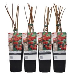 Sommerhimbeeren 'Willamette', 4er-Set, Topf Je 2 Liter -Lechij Verkaufe 0480900205 Sommerhimbeere Willamette 4er Set Co 2 lt WE 4 89624