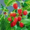 Sommerhimbeeren 'Willamette', 4er-Set, Topf Je 2 Liter -Lechij Verkaufe 0480900205 Sommerhimbeere Willamette 4er Set1 76464