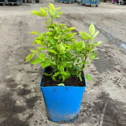 Zwerghimbeere Lowberry® Baby Dwarf®, 5 L Topf -Lechij Verkaufe 0480900236 zwerghimbeere baby dwarf 3 124051