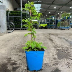 Gelbe Zwerghimbeere Lowberry® 'Goodasgold' , 5 L Topf -Lechij Verkaufe 0480900237 zwerghimbeere goodasgold 1 124052