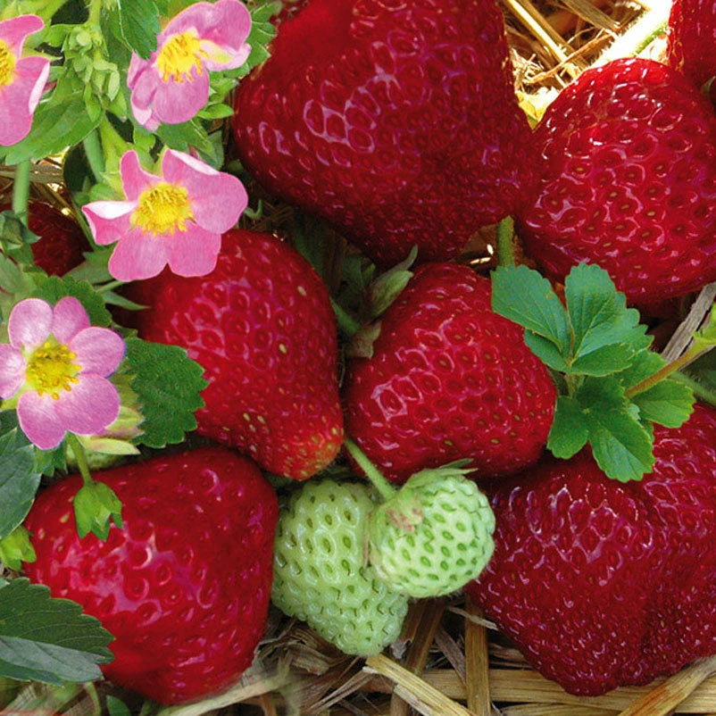 6er-Set Erdbeere Hummi® 'Merosa' öftertragend, Je Im 9 Cm Topf 4 6er-Set Erdbeere Hummi® 'Merosa' öftertragend, Je Im 9 Cm Topf – Bild 2