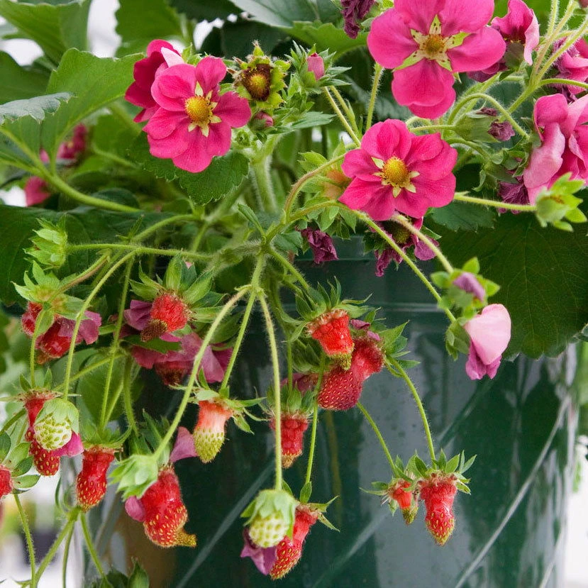 6er-Set Erdbeere Hummi® 'Merosa' öftertragend, Je Im 9 Cm Topf 3 6er-Set Erdbeere Hummi® 'Merosa' öftertragend, Je Im 9 Cm Topf