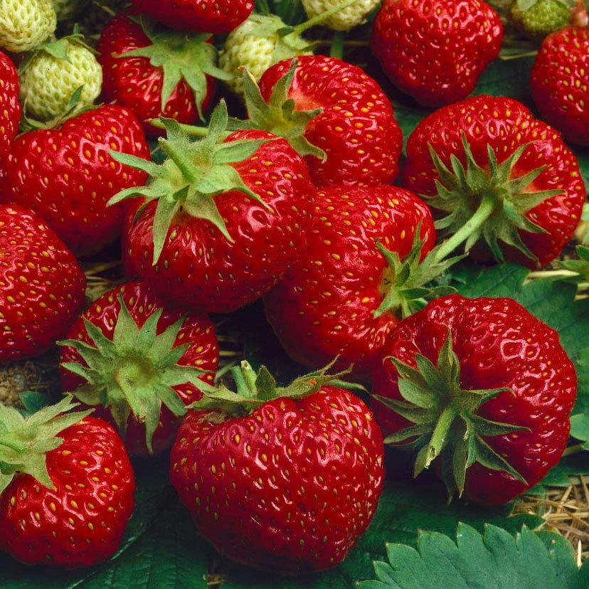 6er-Set Erdbeere Hummi® 'Merosa' öftertragend, Je Im 9 Cm Topf 5 6er-Set Erdbeere Hummi® 'Merosa' öftertragend, Je Im 9 Cm Topf – Bild 3