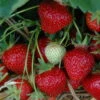 6er-Set Hummi® Erdbeere, Fragaria X Ananassa 'Rimona', Topf-Ø 9 Cm