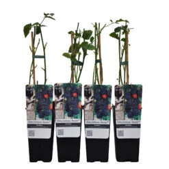 Brombeere,'Navaho'® Arapaho(s), 4er-Set, Topf 2 Liter -Lechij Verkaufe 0480920100 Brombeere Navaho 4er Set Co 2 lt. WEB 4 89630