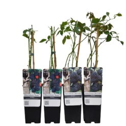 Brombeeren 'Navaho'® Arapaho(s) & 'Black Satin', 4er-Set, Topf Je 2 Liter -Lechij Verkaufe 0480920101 Brombeeren Navaho Black Sati 4er Set Co 2 lt WEB 2 89631
