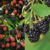 Brombeeren 'Navaho'® Arapaho(s) & 'Black Satin', 4er-Set, Topf Je 2 Liter -Lechij Verkaufe 0480920101 Brombeeren Navaho Black Satin 4er Set neu 88466