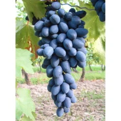 Kernarme Tafeltraube 'Kodrianka'(s) -Lechij Verkaufe 0480930340 KB tafeltraube Kodrianka 75029