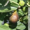 Feige 'Bornholm', Busch, Topf 5 Liter -Lechij Verkaufe 0480940140 Ficus Bornholm Bornholms Diamant Feige Busch 105180