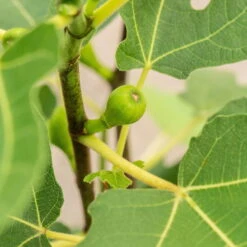 Feige 'Firoma'®, 2er-Set, Höhe 40-60 Cm, Topf 5 Liter -Lechij Verkaufe 0480940150 Ficus carica Firoma 2er Set 1 99282