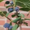 Sibirische Blaubeere, Lonicera Kamtschatika 'Blue Velvet'®, Blüte Weiß, Früchte Dunkelblau, Topf 5 L -Lechij Verkaufe 0480950353 Lonicera kamtschatika Blue Velvet sib Blaubeere 75421