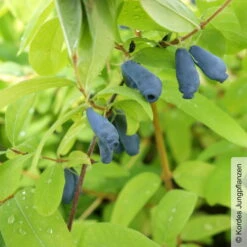 Sibirische Blaubeere, Lonicera Kamtschatika 'Eisbär®', Im Topf 5 Liter -Lechij Verkaufe 0480950513 Lonicera kamtschatika Eisbaer sibierische Blaubeere 1 105862