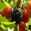 Maulbeere, Morus 'Mojo Berry'®, 3er-Set, Höhe 40-60 Cm, Topf 4,6 Liter 2 Maulbeere, Morus 'Mojo Berry'®, 3er-Set, Höhe 40-60 Cm, Topf 4,6 Liter -Lechij Verkaufe 0480950692 Morus rot Mojo Berry 3er Set 99630