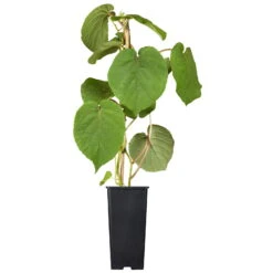 Männliche Kiwi 'Atlas', Topf-Ø 15 Cm, 2er-Set -Lechij Verkaufe 0480960140 0480960141 0480960142 Golden Kiwi Altas 87663 1