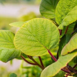 Grünfruchtige Kiwi 'Hayward', 2er-Set, Topf 15 Cm Ø -Lechij Verkaufe 0480960141 0480960142 Hayward 87665