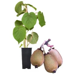 Grünfruchtige Kiwi 'Hayward', 2er-Set, Topf 15 Cm Ø -Lechij Verkaufe 0480960141 Kiwi Hayward Set inkl Befruchtersorte neu 88605
