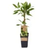 Weibliche Minikiwi 'Geneva', 2er-Set, Topf 15 Cm Ø -Lechij Verkaufe 0480960152 Actinidia arguta Geneva 2er Set Kiwi weibl 030040 15er Topf WEB 98300