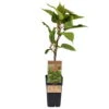 Männliche Kiwi 'Atlas', Topf-Ø 15 Cm, 2er-Set -Lechij Verkaufe 0480960156 Actinidia chin Atlas 2er Set Kiwi maennl 030040 15er Topf WEB 98304