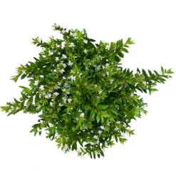 Japanische Scheinmyrte, Farben Zufällig, Topf-Ø 17 Cm, 2er-Set -Lechij Verkaufe 0610260038 Cuphea hyssopifolia T17 weiss 2er Set WS 6 93789