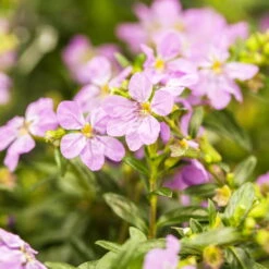 Japanische Scheinmyrte, Farben Zufällig, Topf-Ø 17 Cm, 2er-Set -Lechij Verkaufe 0610260039 Cuphea hyssopifolia Bluetenbilder 1 93707