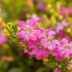 Japanische Scheinmyrte, Farben Zufällig, Topf-Ø 17 Cm, 2er-Set -Lechij Verkaufe 0610260039 Cuphea hyssopifolia Bluetenbilder 2 93708