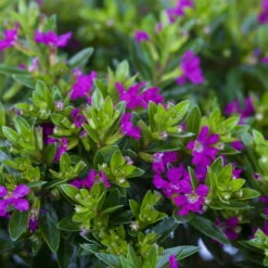 Japanische Scheinmyrte, Farben Zufällig, Topf-Ø 17 Cm, 2er-Set -Lechij Verkaufe 0610260039 Cuphea hyssopifolia Bluetenbilder 3 93709