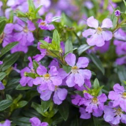 Japanische Scheinmyrte, Farben Zufällig, Topf-Ø 17 Cm, 2er-Set -Lechij Verkaufe 0610260039 Cuphea hyssopifolia Bluetenbilder 4 93706