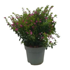 Japanische Scheinmyrte, Farben Zufällig, Topf-Ø 17 Cm, 2er-Set -Lechij Verkaufe 0610260039 Cuphea hyssopifolia T17 Rosa Lila Rottoene 2er Set WS 11 93792