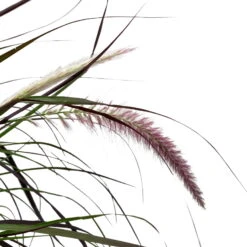 Lampenputzergras 'Rubrum' Rot, Topf-Ø 26 Cm -Lechij Verkaufe 0610280039 KB Pennisetum advena Rubrum T26 5 l rotlaubig einjaehrig WS 5 95868