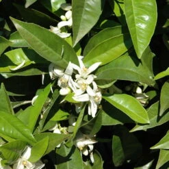 Orangenbaum, Stamm, Topf-Ø Ca. 33 Cm, Höhe Ca. 150 Cm -Lechij Verkaufe 0630100030 KB Citrus sinensis Stamm T33 1 88065