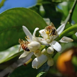 Orangenbaum, Stamm, Topf-Ø Ca. 33 Cm, Höhe Ca. 150 Cm -Lechij Verkaufe 0630100030 KB Citrus sinensis Stamm T33 4 87842