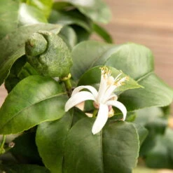 Zitronenbaum, Stamm, Topf-Ø 20 Cm, Höhe 70-80 Cm -Lechij Verkaufe 0630100481 Citrus limon Bluete GS624989 Citrus limon 77068