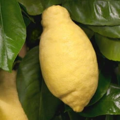 Zitronenbaum, Stamm, Topf-Ø 22 Cm, Höhe Ca. 70 Cm -Lechij Verkaufe 0630100481 Citrus limon Frucht am Zweig GS426522 Citrus limon 77067