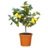 Zitronenbaum, Stamm, Topf-Ø 22 Cm, Höhe Ca. 70 Cm -Lechij Verkaufe 0630100481 KB citrus limon Zitronenstamm T22 PRINT 77065