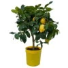 Zitronenbaum, Stamm, Topf-Ø 20 Cm, Höhe 70-80 Cm -Lechij Verkaufe 0630100699 KB Citrus limon Stamm T20 1 104184