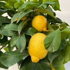Zitronenbaum, Stamm, Topf-Ø 20 Cm, Höhe 70-80 Cm -Lechij Verkaufe 0630100699 KB Citrus limon Stamm T20 5 104185