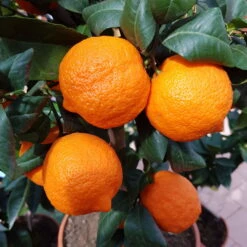 Zitronenbaum 'Rosso', Mini-Stamm, Topf-Ø 15 Cm, Höhe Ca. 40 Cm -Lechij Verkaufe 0630100729 KB Citrus limon Stamm T15 Rosso H40 WS 2 98109