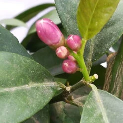 Zitronenbaum 'Rosso', Mini-Stamm, Topf-Ø 15 Cm, Höhe Ca. 40 Cm -Lechij Verkaufe 0630200006 Citrus limon Stamm T20 H60 80 Rosso 4 78899