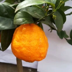 Zitronenbaum 'Rosso', Mini-Stamm, Topf-Ø 15 Cm, Höhe Ca. 40 Cm -Lechij Verkaufe 0630200006 Citrus limon Stamm T20 H60 80 Rosso 6 78897