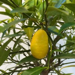 Limequat, Topf Ca. 20 Cm Ø, Höhe Ca. 60 Cm, -Lechij Verkaufe 0630300001 Citrus x floridana Stamm T20 5 104268